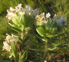 Lasiosiphon calocephalus