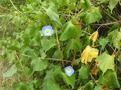 Ipomoea cardiophylla