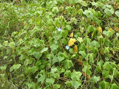 Ipomoea cardiophylla