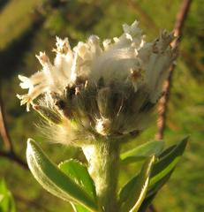 Lasiosiphon calocephalus