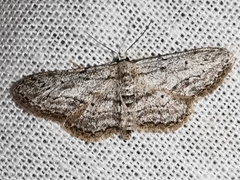 Idaea calunetaria