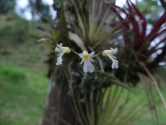 Ionopsis satyrioides