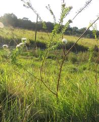 Lasiosiphon calocephalus