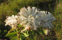 Lasiosiphon calocephalus