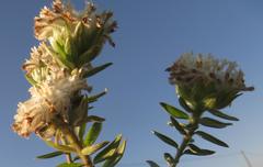 Lasiosiphon calocephalus