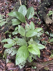 Piper glabrescens