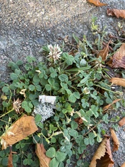 Trifolium repens