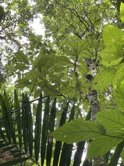 Tabernaemontana oppositifolia