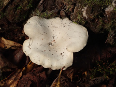 Clitocybe phyllophila