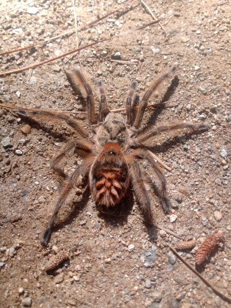 Phrixotrichus scrofa