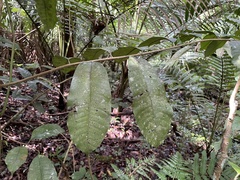 Chrysophyllum argenteum