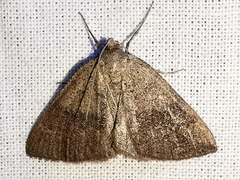 Pachycnemia tibiaria