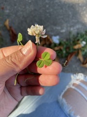 Trifolium repens