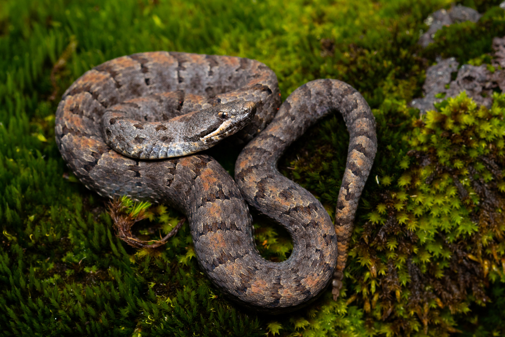 Cross-banded Mountain Rattlesnake in September 2021 by Pedro E. Nahuat ...