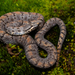 Cascabel de Bandas Cruzadas - Photo (c) Pedro E. Nahuat-Cervera, algunos derechos reservados (CC BY-NC), subido por Pedro E. Nahuat-Cervera