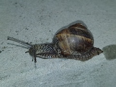 Helix lucorum
