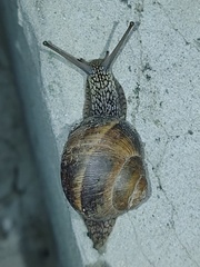Helix lucorum