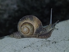 Helix lucorum