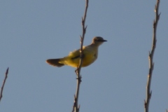 Machetornis rixosa