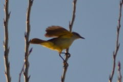 Machetornis rixosa