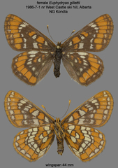 Euphydryas gillettii