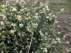 Chamaecytisus mollis