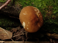 Pluteus romellii