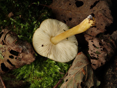 Pluteus romellii