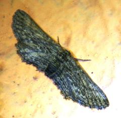 Hebdomophruda