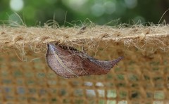 Phyprosopus callitrichoides