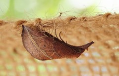 Phyprosopus callitrichoides