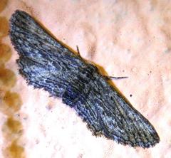 Hebdomophruda