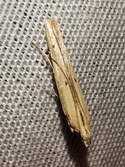 Batrachedra parvulipunctella