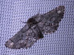 Omphalucha albosignata