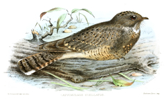 Star-Spotted Nightjar photo 1