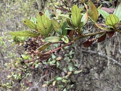 Ceanothus thyrsiflorus griseus