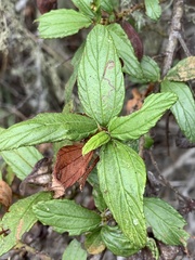 Ceanothus thyrsiflorus griseus