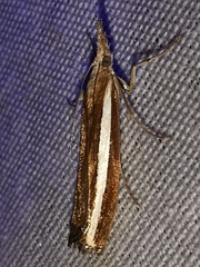 Agriphila latistria