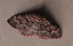 Mimoclystia undulosata