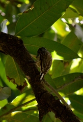 Picumnus albosquamatus