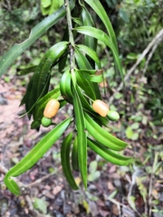 Podocarpus matudae