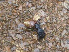 Tefflus meyerlei delegorguei