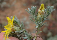 Oedera oppositifolia