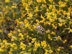 Agonoscelis puberula