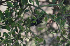 Viscum ovalifolium