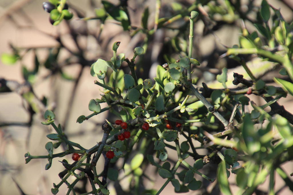 Oval Mistletoe