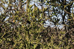 Viscum ovalifolium
