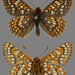 Euphydryas editha montanus - Photo (c) Norbert Kondla, some rights reserved (CC BY-NC), uploaded by Norbert Kondla