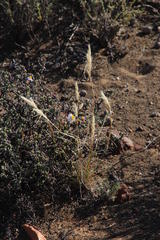 Aristida congesta congesta