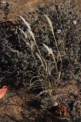 Aristida congesta congesta